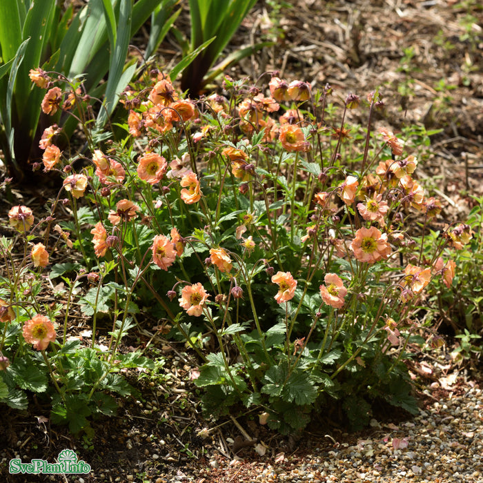 Geum 'Mai Tai' A-kval
