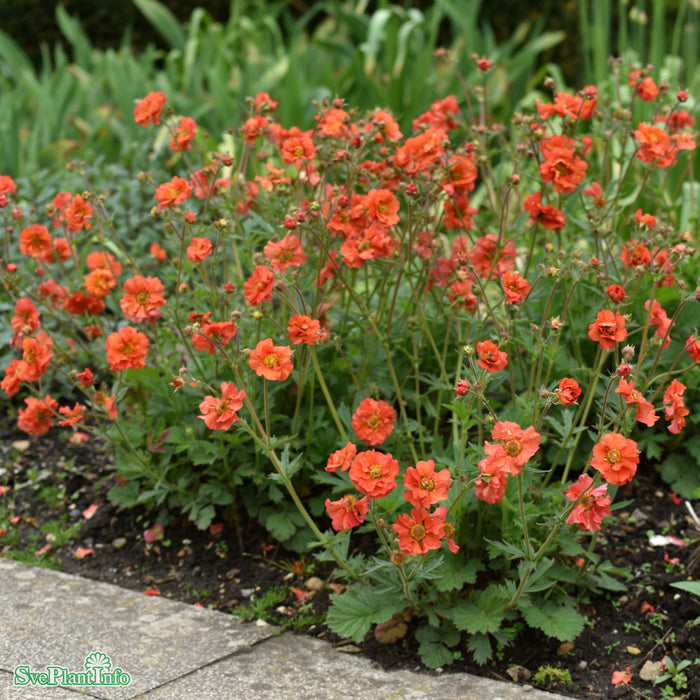 Geum 'Scarlet Tempest' C3
