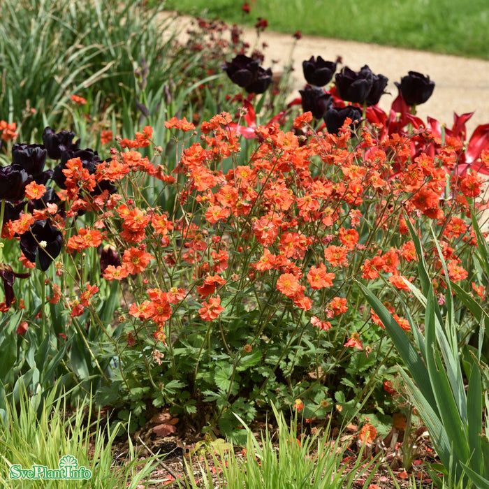 Geum 'Scarlet Tempest' A-kval