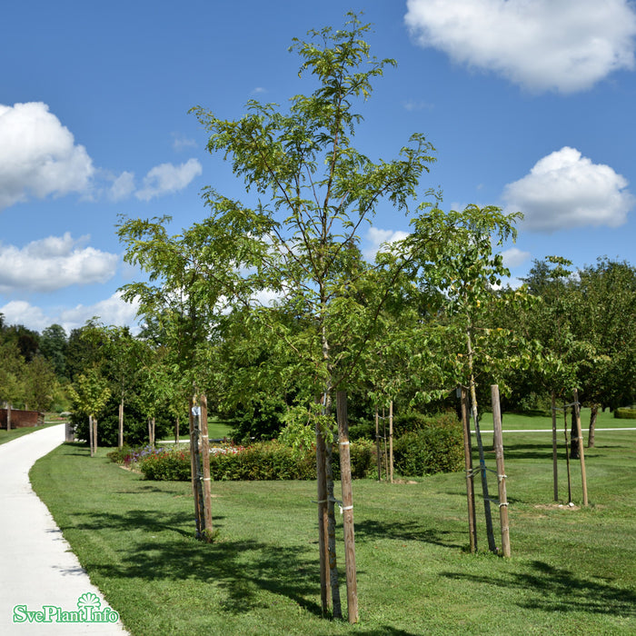 Gleditsia triacanthos 'Skyline' Högstam Kl So 12-14