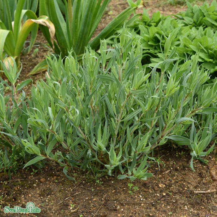 Gypsophila paniculata 'Bristol Fairy' A-kval