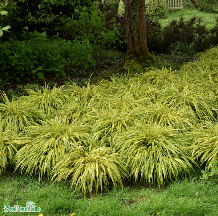 Hakonechloa macra 'Aureola' A-kval