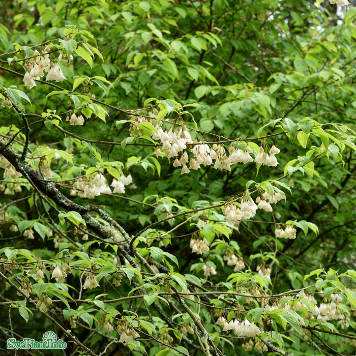 Halesia carolina Busk C12 100-125cm