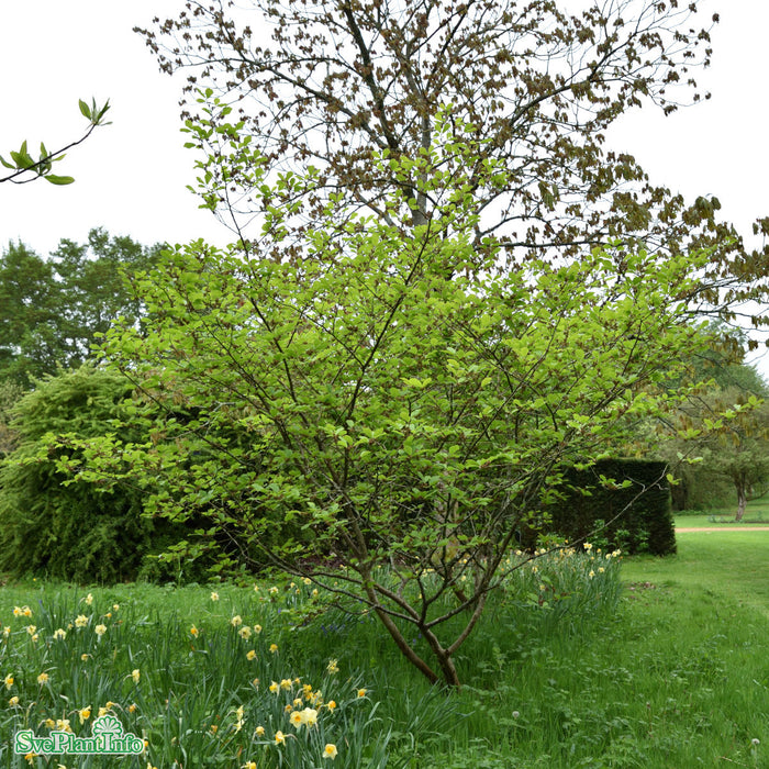 Hamamelis intermedia 'Arnold Promise' Solitär 80-100cm