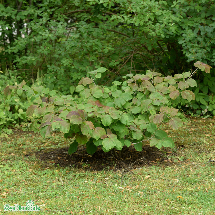 Hamamelis intermedia 'Diane' Solitär 80-100cm