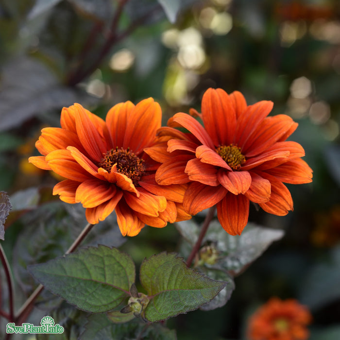 Heliopsis helianthoides 'Bleeding Hearts' A-kval