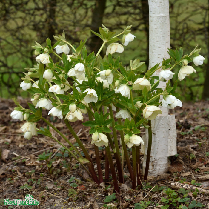 Helleborus orientalis 'White Lady' A-kval