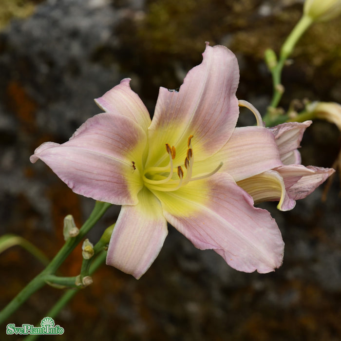 Hemerocallis 'Catherine Woodbery' A-kval