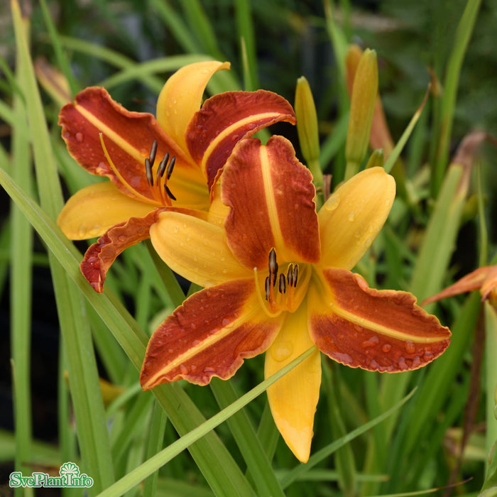 Hemerocallis 'Frans Hals' A-kval