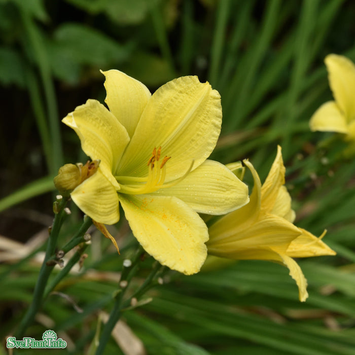 Hemerocallis 'Green Flutter' A-kval
