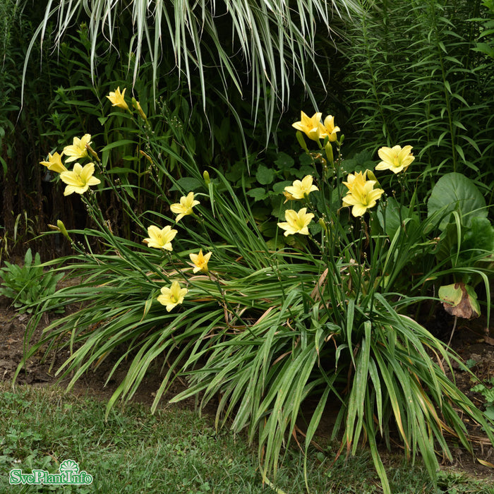 Hemerocallis 'Green Flutter' A-kval