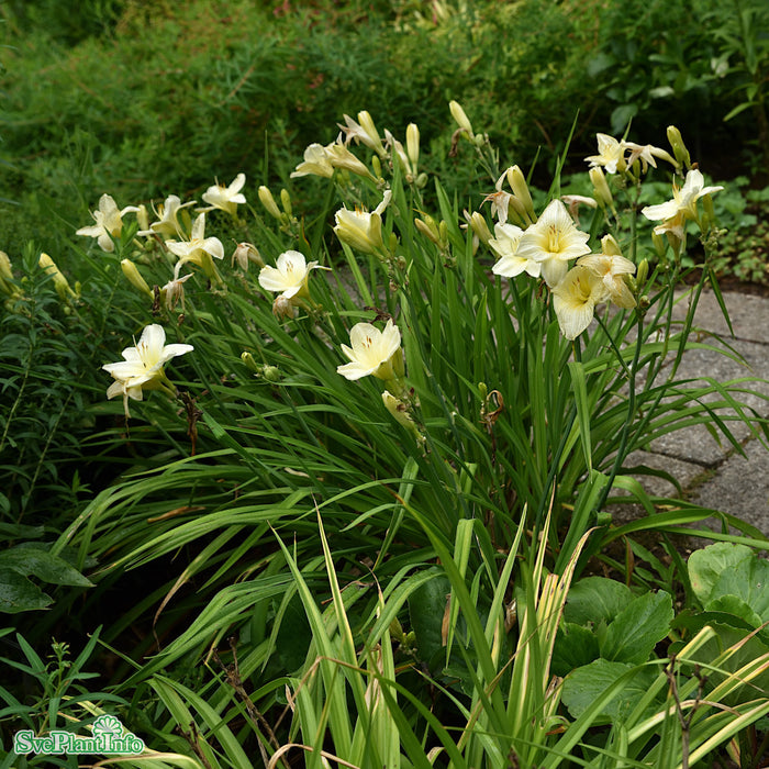 Hemerocallis 'Joan Senior' A-kval