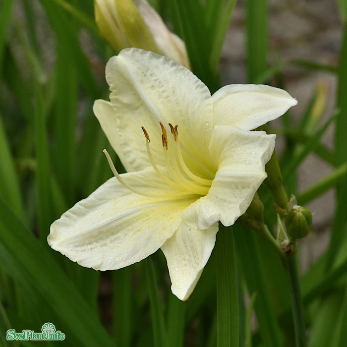 Hemerocallis 'Joan Senior' A-kval