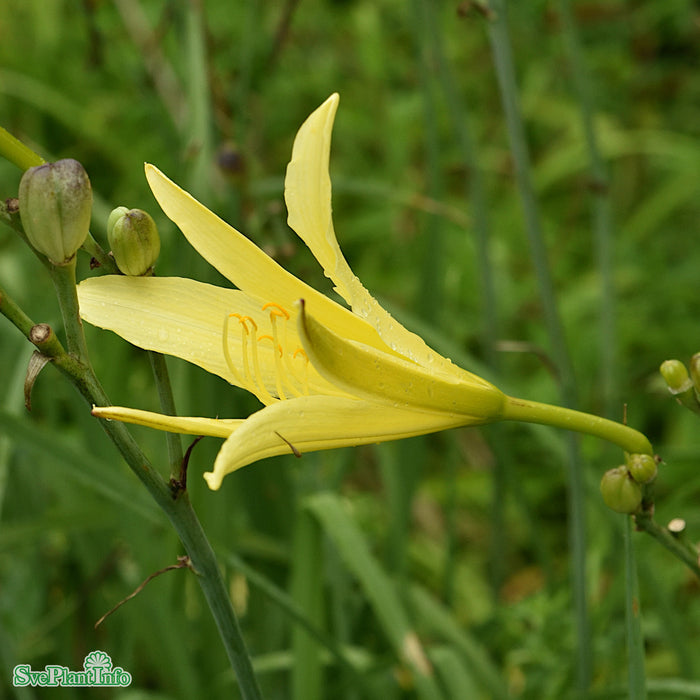 Hemerocallis citrina A-kval