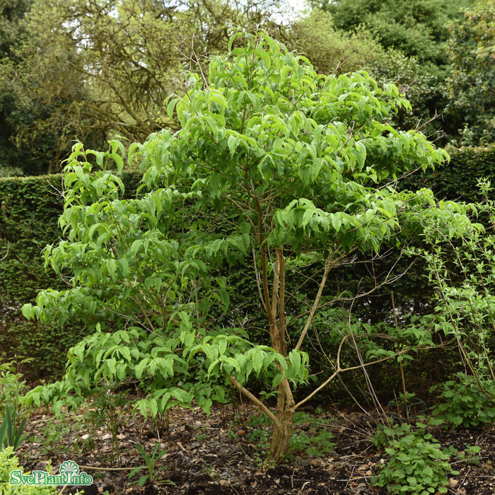 Heptacodium miconioides Högstam C35 10-12cm