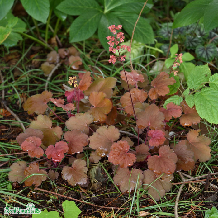 Heuchera 'Cherry Cola' A-kval C2,8