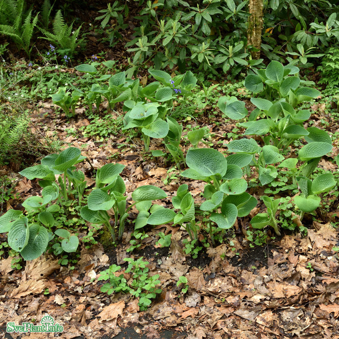 Hosta 'Empress Wu' A-kval