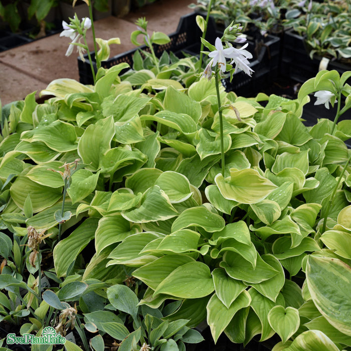 Hosta 'Fragrant Bouquet' A-kval