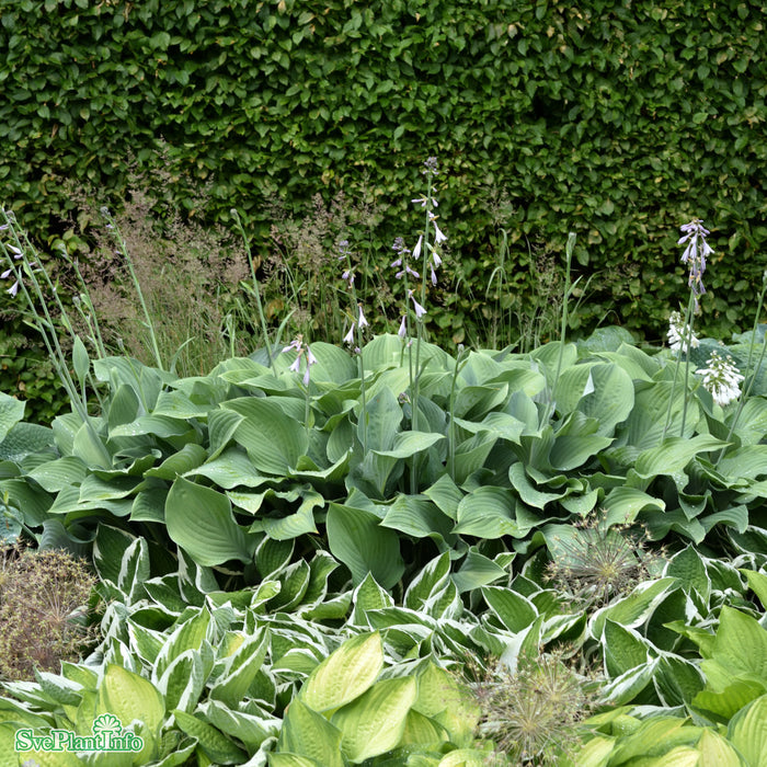 Hosta 'Krossa Regal' A-kval