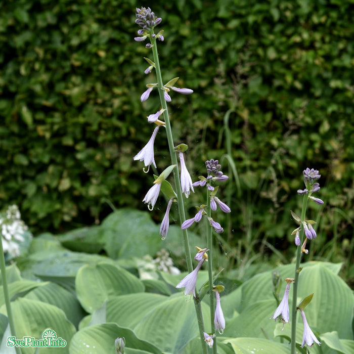 Hosta 'Krossa Regal' A-kval