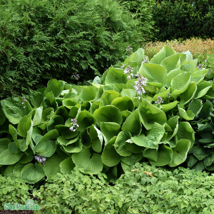 Hosta 'Sum And Substance' A-kval