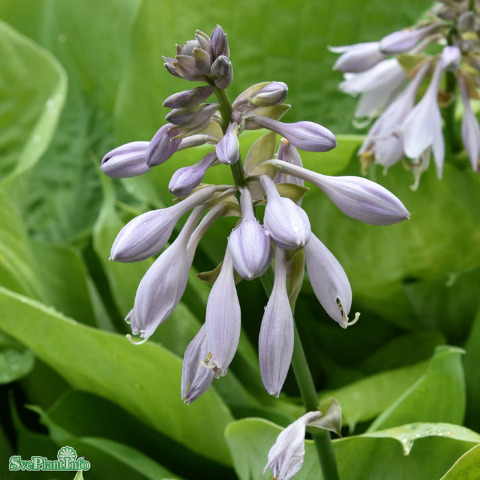 Hosta 'Sum And Substance' A-kval