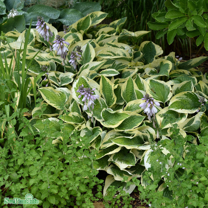 Hosta 'Wide Brim' A-kval C2,8