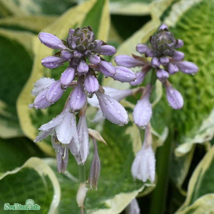 Hosta 'Wide Brim' A-kval C2,8
