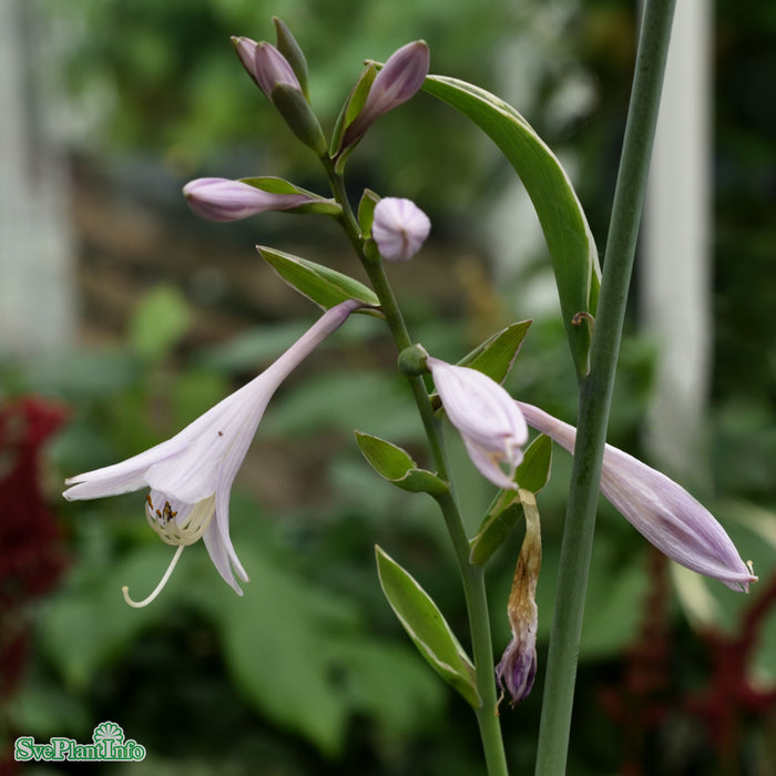 Hosta 'Francee' A-kval C2,8