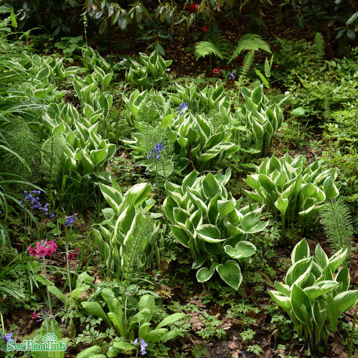 Hosta 'Francee' A-kval C2,8