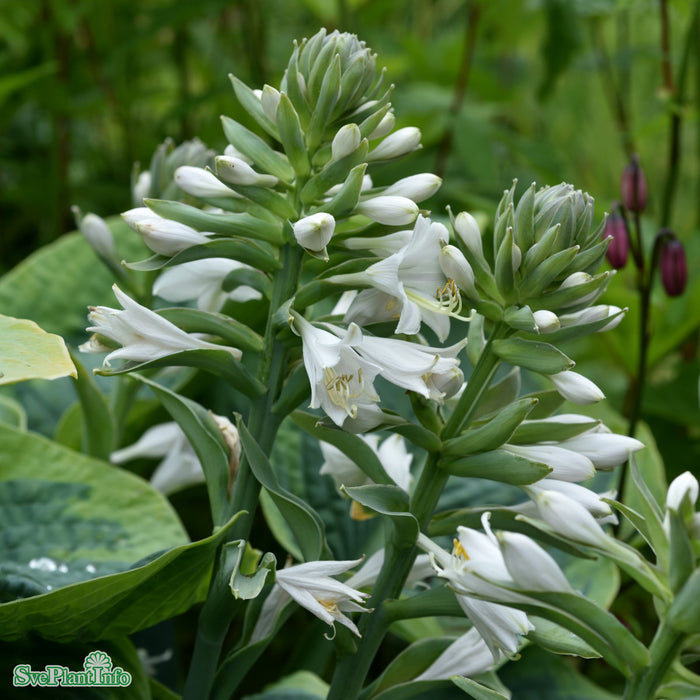 Hosta sieboldiana 'Frances Williams' A-kval C2,8