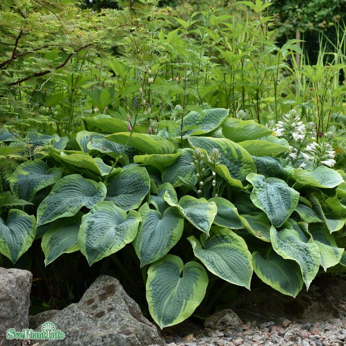 Hosta sieboldiana 'Frances Williams' A-kval