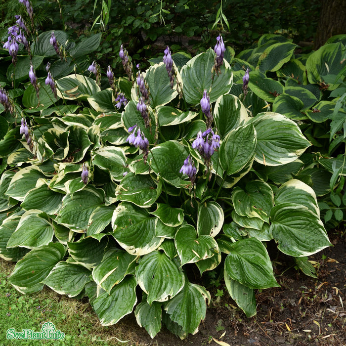 Hosta fortunei 'Aureomarginata' A-kval C5