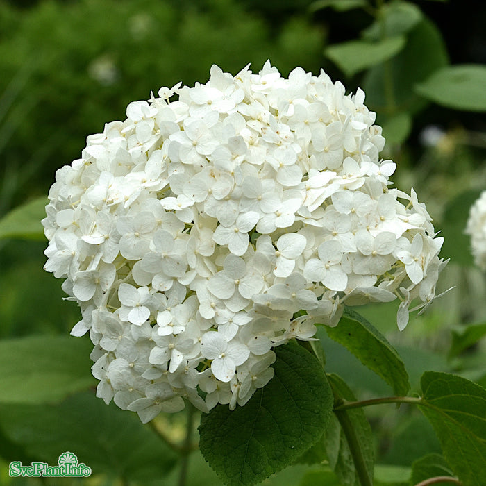 Hydrangea arborescens 'Annabelle' Busk C3,5