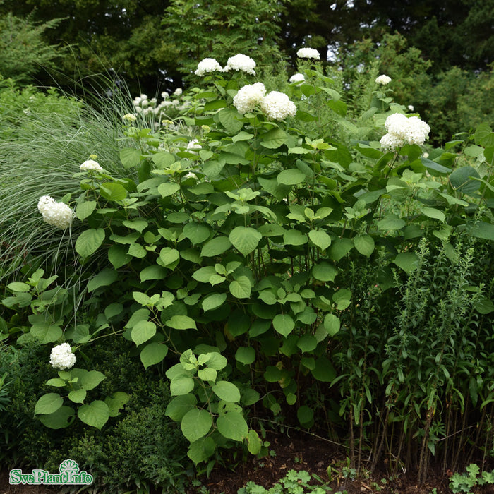 Hydrangea arborescens 'Annabelle' Busk C3