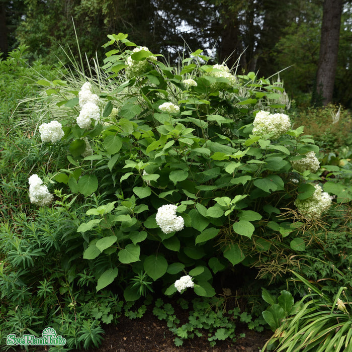 Hydrangea arborescens 'Annabelle' Busk C5