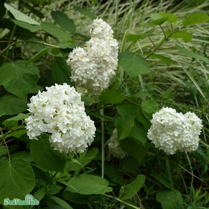 Hydrangea arbor. 'Annabelle' C7,5 50-60cm