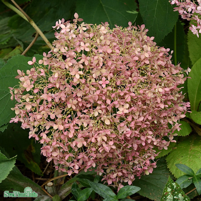 Hydrangea arborescens 'Pink Annabelle' C3,5