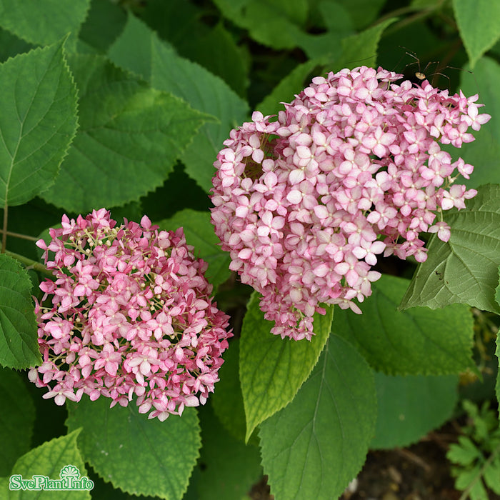Hydrangea arborescens 'Pink Annabelle' C3,5