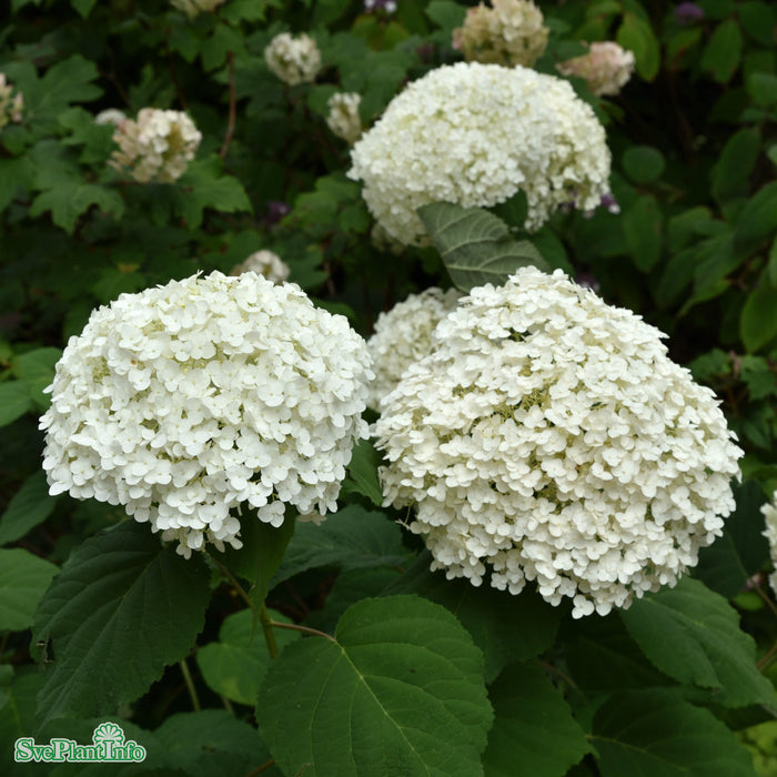 Hydrangea arborescens 'Strong Annabelle' Busk C5