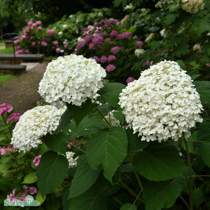 Hydrangea arborescens 'Incrediball' Busk C5
