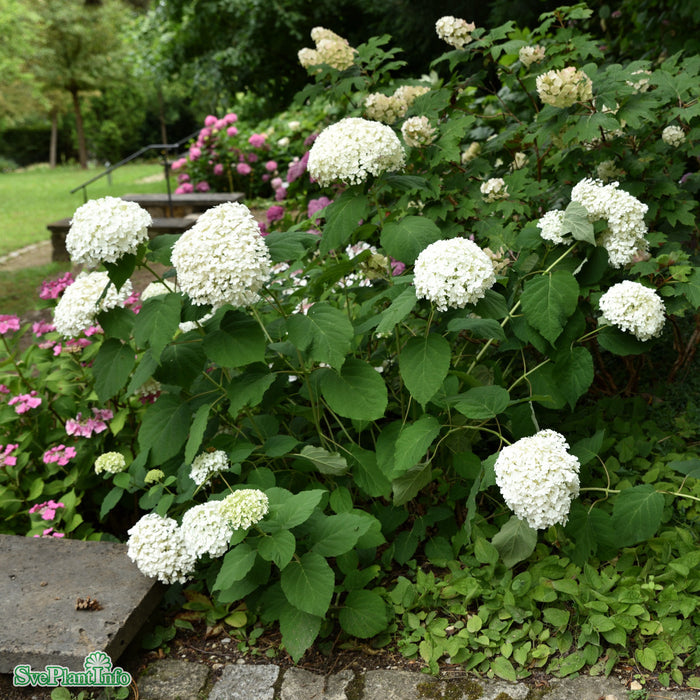 Hydrangea arborescens 'Incrediball' Busk C5