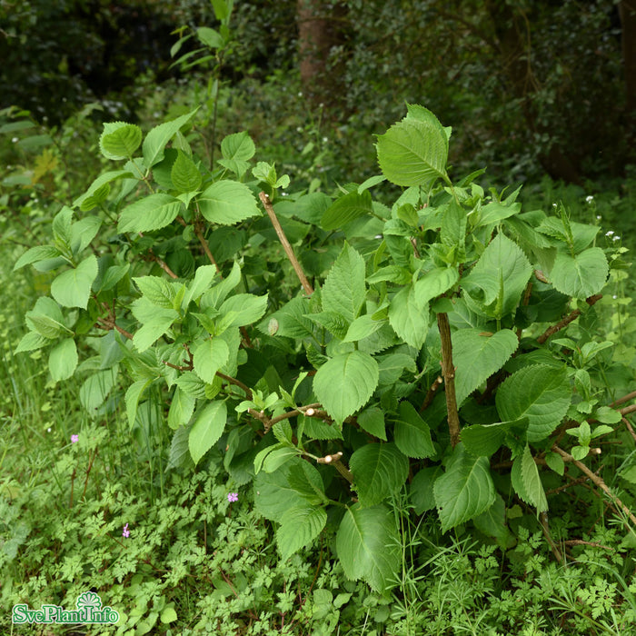 Hydrangea macrophylla The Original Busk C5