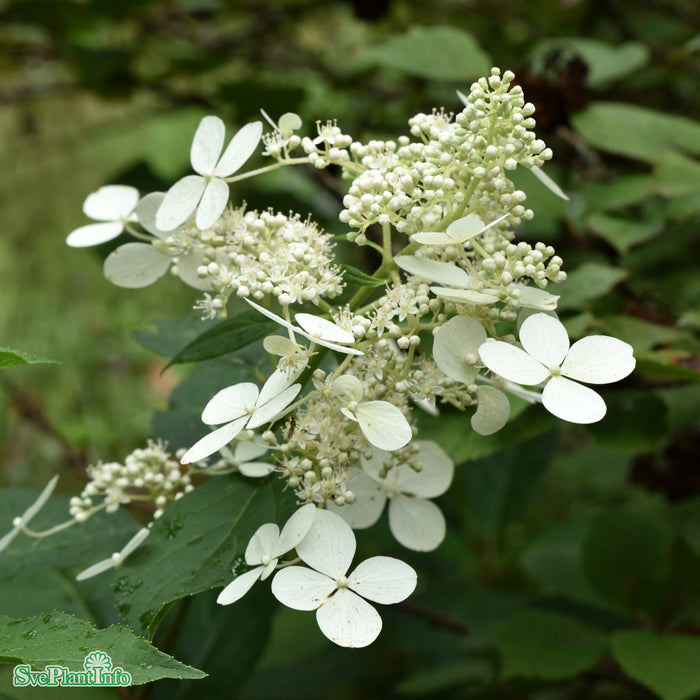 Hydrangea paniculata 'Mustila' Busk C5