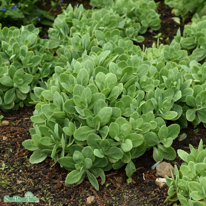 Hylotelephium spectabile 'Stardust' A-kval