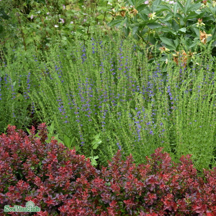 Hyssopus officinalis A-kval