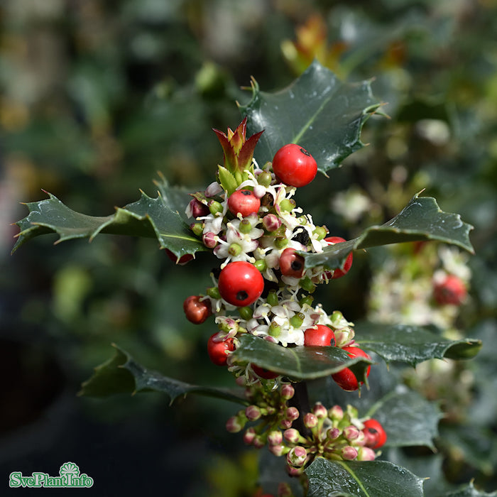 Ilex x meserveae 'Blue Angel' Busk C10 40-50cm