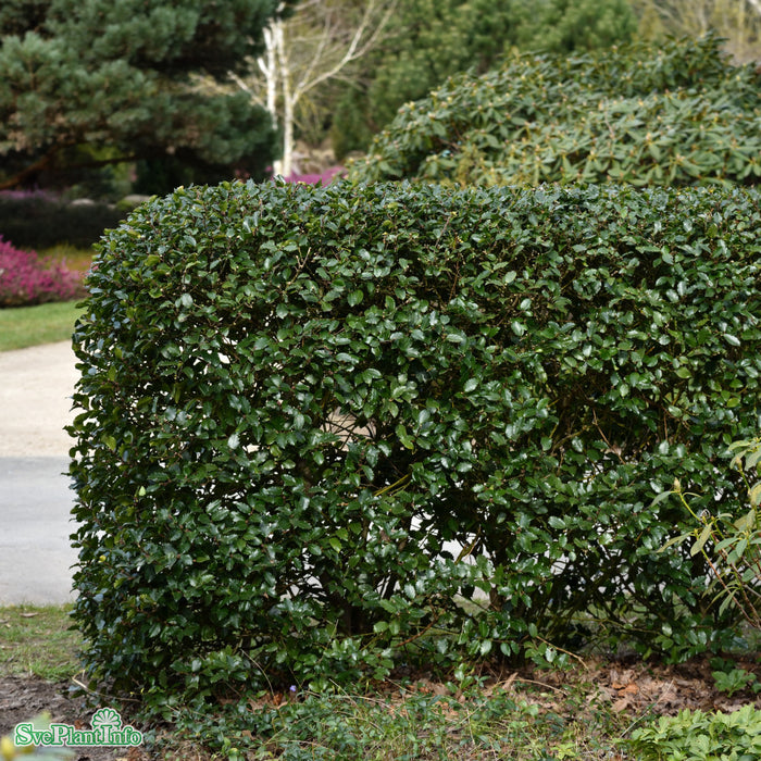 Ilex x meserveae 'Blue Prince' Stam C7,5 50cm