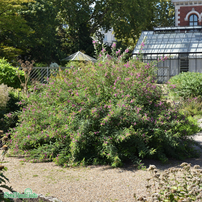 Indigofera heterantha 'Gerardiana' Busk C5