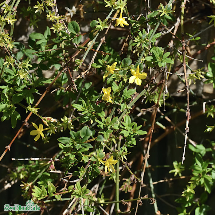 Jasminum nudiflorum A-kval C2